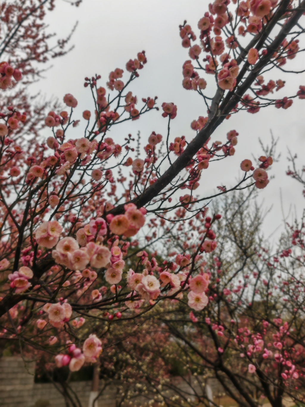 梅花-宜園