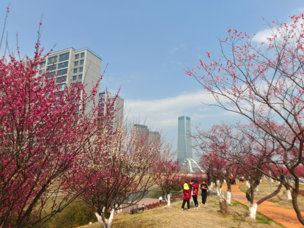梅花-梅林公園