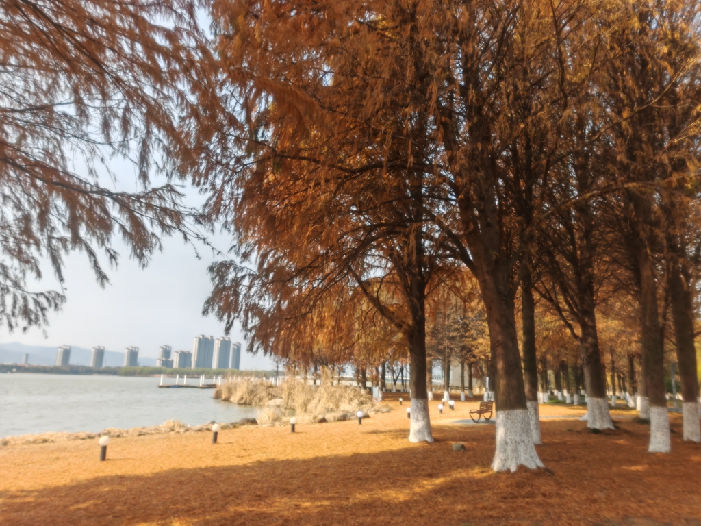 落羽杉-團(tuán)氿城市濕地公園 