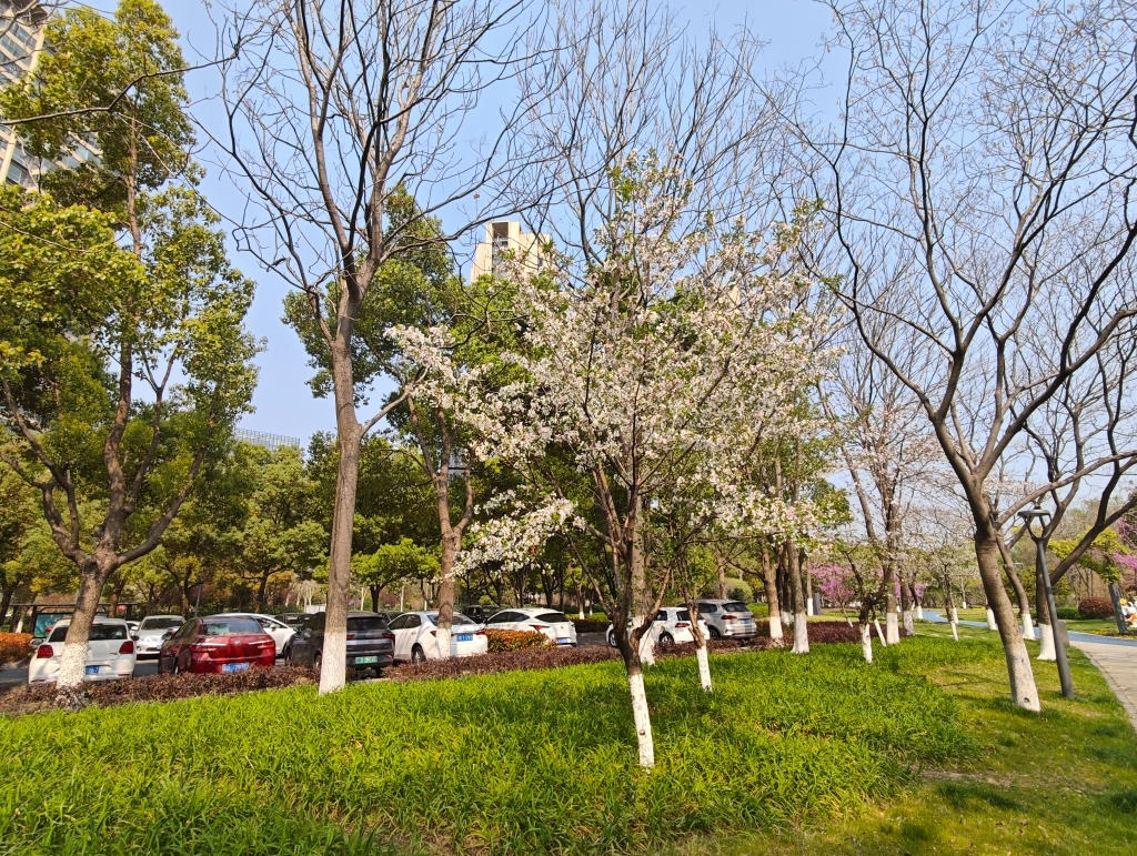 櫻花-洑溪河公園 